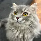 تبني قط العمر سنه معقم