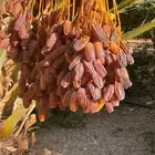 تمر برني مبروم