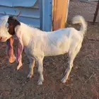 تيس هولندي