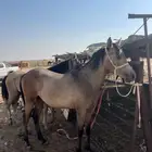 مهر