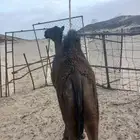 حاشي للبيع
