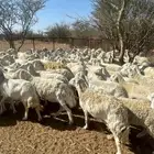 غنم حري فاخر