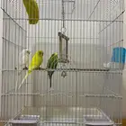 طيور البادجي للبيع