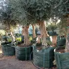 زيتون مراكن وحمضيات وبرتقال