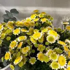 محل ورود وهدايا للتقبيل محل معروف في صامطه