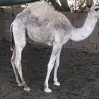 قعدان للبيع