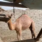 قعود