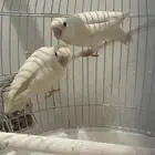 طير روز الابينو للبيع العمر سبعه الا ثمانية اشهر سليمة