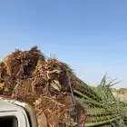 صقعي خلاص سكري