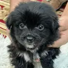 كلاب نوع مالتيز للبيع حديثة الولادة عمرها 40 يوم