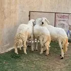 خرفان