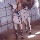 تيس صلالي