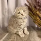 قطط سكوتش فولد للبيع