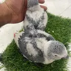 زوج كاسكو منتج