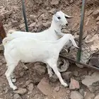 جفار بيشيه فواخر صنف الصنف