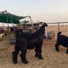 تعيس عارضي