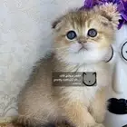 كيتن سكوتش فولد بيور مسجل تربل فولد كيتنز قطه قطو قطط قطوه