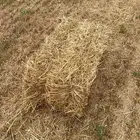 اعلاف للبيع تبن
