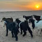 للبيع تيوس عوارض