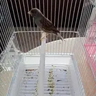 ذكور سوري تغريد