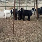 تيوس وجفار جمله وتفريد