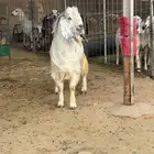 تيس فحل صنف أبيض