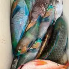 اسماك بحريه