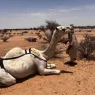 لقحة للبيع مشروطة ع كحيلان ولد الكنق بعير الطهيمي