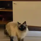 بسه هملايا للتبني 1