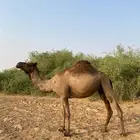 ناقه جنبة في 5 اشهر سليمه من جميع العذاريب