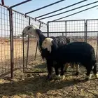 شاه نجديه معه خروف ذبيحه