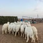للبيع طليان حري