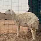 حريه ثنيه دافع