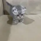 قطط سكوتش فولد