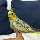 للبيع فرخ كروان فراشه غر محجل رقم 1