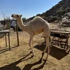 قعدان حشو للبيع على الحليب