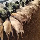 برابر صومالية جذعان وثنيان جملة وتفريد