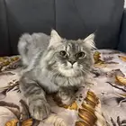 قطط للتبني