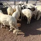 طليان حري وسواكني مرابي جذعان