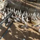 حمام حب الرمان منتج