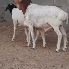 برابر ذبايح إنتاج محلي ليست مستوردة للبيع بربري
