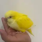 فرخ كويكر غر ( (( تم البيع )) )