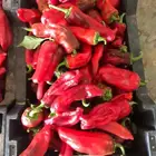 حبحر شقراء شمسي