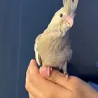 كروان هولندي سينمون