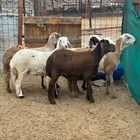 رخال هجين سواكن العدد 5