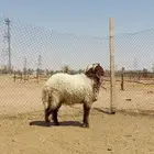 ذبايح نعيم وتيوس وحري