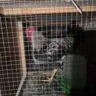 عدد خمس ديكه للبيع