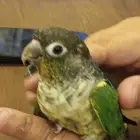 فرخ كنيور تركواز اليف ووليف وهدد للبيع