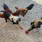 دجاج للبيع ذكور العدد5 باكستاني لا يتواصل الا اصامل