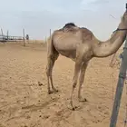 قعود مكنسل. للبيع الرجاء التواصل مع الرقم